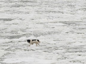 A dog, believed to be Bobby, walks on the ice in the middle of the North Saskatchewan River on Monday Nov. 13, 2017, in Edmonton. Firefighters came to the river to attempt to rescue the dog but were unable to get to it.