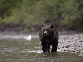 A grizzly bear is seen fishing for a salmon along the Atnarko river in Tweedsmuir Provincial Park near Bella Coola, B.C..
