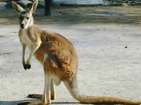 A kangaroo