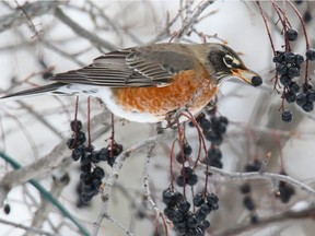 American robins, often considered a sign of spring, were among the species seen during Edmonton's 2017 Christmas bird count.
