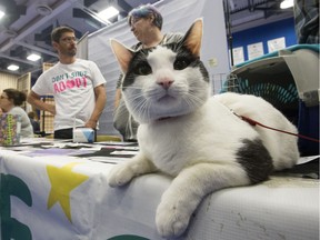 Foster cat Tippy sits at the Zoe's Animal Rescue Society booth during the Edmonton International Cat Festival at NAIT, in Edmonton Alta. on Saturday May 30, 2015.