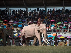 A white elephant walks across a football pitch in the town of Surin in southeastern Thailand on Nov. 18, 2017.