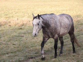 RCMP are searching for six horses that were stolen from a farm near Buck Lake and Winfield, AB.