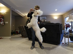 Top obedience dog award winner Lee Kozicki and her dog Scooter aka miniature poodle Belcourt's Cool Dude demonstrate obedience techniques at home in Sherwood Park, Alberta on Thursday, December 28, 2017. Photo by Ian Kucerak