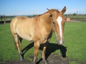 RCMP are searching for six horses that were stolen from a farm near Buck Lake and Winfield, AB. (RCMP handout photo)
