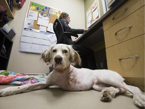Fisher lays on the floor beside owner Veterinarian Erin Simmonds at the Guardian Veterinary Centre, 5620 - 99 St., in Edmonton on Wednesday July 20, 2016. Fisher had to have a leg amputated due to a tumour. 
File photo.