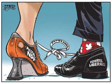 Alberta Tories and Federal Liberals are tied in knots over pipelines. (Cartoon by Malcolm Mayes)