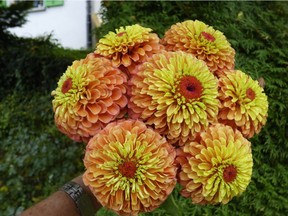 Zinnia Queeny Lime Orange is one of the All-America Selections winners for 2018.
