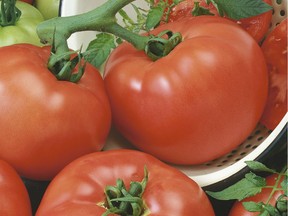 Chef’s Choice Red, one of the 2018 All-America Selections winners, is a globe-shaped beefsteak tomato.