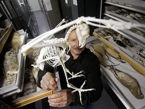 Royal Alberta Museum director of natural history Mark Steinhilber holds the skeleton of a great horned owl in one of the natural history storage rooms on Wednesday, Dec. 13, 2017.