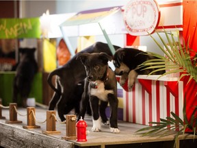 Puppies explore the set of the pilot episode of Puppy TV.