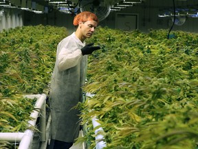 Cam Battley, executive vice president with Aurora Cannabis Inc., examines marijuana plants in one of the ten grow rooms inside the company's 55,000 square medical marijuana production facility near Cremona, Alberta.