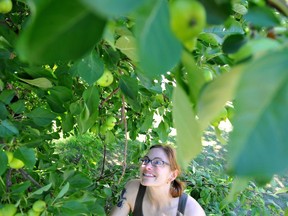 Sarah McPike with Operation Fruit Rescue Edmonton. File photo.