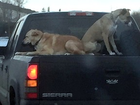 dogsintruck