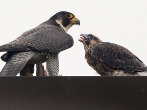 The peregrine falcon subspecies that lives throughout most of Canada has been found to be no longer at risk.