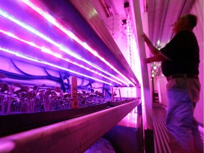 LED grow lights run cooler than conventional grow lights, increasing energy efficiency, but they are more costly.