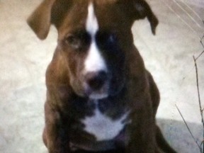 A brown and white pitbull/lab cross has gone missing in Nottingham area of Sherwood Park. Supplied.