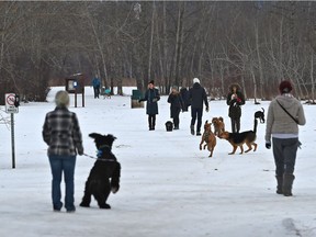 With the warmer weather Thursday, a popular park for dog owners is at the Buena Vista off-leash dog park in Edmonton, January 18, 2018.