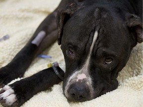 Mercey, a female pit bull, recovers from stab wounds at Edmonton Veterinarian's Emergency Clinic in Edmonton, Alta. File photo.