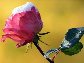 Insulate or bury your roses to increase their chances of surviving winter's chill.