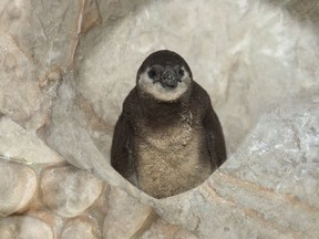 The five-week old African penguin is the fourth penguin to be hatched in Marine Life over the past four years.