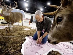 Terry Chase works on a diorama of two rutting white-tailed deer in the Natural History Hall at the new Royal Alberta Museum in downtown Edmonton.