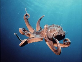 Fact: An octopus has more coordination than reporter Juris Graney.