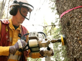 Brooks Horne, Forest Health Officer for the Foothills Area, cuts a four inch disc, called a cookie, from a tree in the Willmore Wilderness Park to test for the presence of Mountain Pine Beetles. The Department of Sustainable Resource Development is working to battle the Mountain Pine Beetle in Alberta.