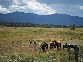 Horses graze on the Eden Valley Reserve, Alta., on Aug. 25, 2011. Alberta's natural beauty is still largely intact but parts of it are disappearing at rates that exceed deforestation in the Amazon rain forest. The most complete study yet from the group that monitors the human footprint in Alberta has found that 70 per cent of the province is still intact, mostly in the North. The changes are coming most quickly in the foothills, which saw a 38 per cent increase in impacted ecosystems.