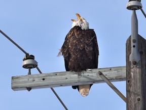 A bird of prey, a bald eagle, sits atop a powerline pole surveying the abundance of pigeons in the area near the Yellowhead Trail and 130 Street in Edmonton on Feb. 16, 2018.