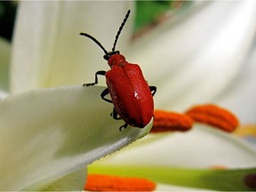 A new garden pest has arrived in Edmonton in recent years, called the red lily beetle. The insects are strong fliers and can easily spread to gardens throughout the city.