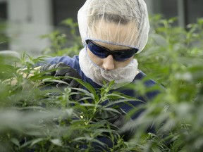 Workers produce medical marijuana at Canopy Growth Corporation's Tweed facility in Smiths Falls, Ont., on Monday, Feb. 12, 2018.