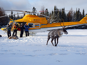 A caribou is released after being flown to the Slate Islands in Lake Superior.