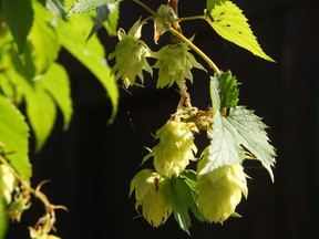 Golden hops (Humulus lupulus 'Aureus') is a suitable climbing vine for Edmonton-area gardens and can grow four metres in height.