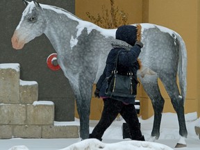 The weather outside in downtown Edmonton on Friday (February 2, 2018) was not fit for humans...or horses. The forecast calls for more snow and cold, with a wind chill of -29C degrees.