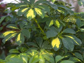 Keep humidity high when growing schefflera indoors during the cold, dry winter months.