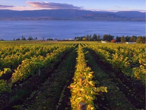 CedarCreek' and other B.C. wineries are maturing nicely.