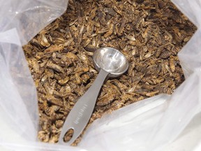 Roasted crickets are shown at the Entomo Farms cricket processing facility in Norwood Ont., Monday, April 4, 2016. Loblaw Companies Ltd. is adding cricket powder to its lineup of President's Choice products.