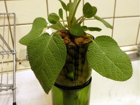 A wine bottle can be repurposed to create a hydroponic windowsill herb garden.