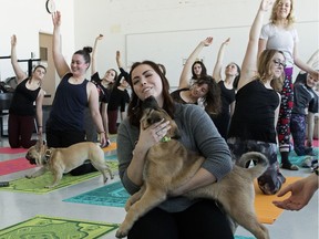 First year NAIT Business Administration student Megan McGouey visits with foster dog Hank during a puppy yoga class at NAIT in Edmonton, Thursday March 8, 2018. The class was a fundraiser for local animal rescue. The puppies were foster dogs from the Greater Edmonton Animal Rescue Society (GEARS) and the event was hosted by NAIT and Hope Lives Here Animal Rescue Society.