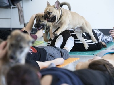 Puppy Yoga in Toronto