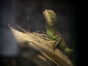 A Water Dragon waits to be adopted during the Clear Our Shelter Adoption Event at the Edmonton Humane Society (EHS), in Edmonton Friday March 23, 2018. This was the largest number of animals EHS has ever had available for adoption at one time, in part due to the recent seizure of over 500 animals from a local pet store.  Photo by David Bloom