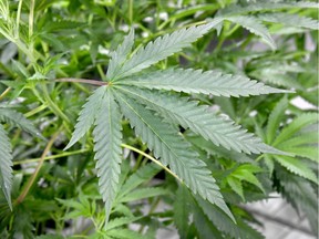 The Fort McMurray #468 First Nation plans to start construction of a marijuana production facility in May.
