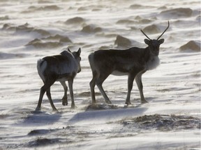 Wild caribou roam the tundra near The Meadowbank Gold Mine located in the Nunavut Territory of Canada on March 25, 2009. Alberta is suspending portions of its draft plan to protect threatened woodland caribou, saying more research needs to be done and that Ottawa needs to help out. Environment Minister Shannon Phillips told the house during question period that the government is acting on concerns from thousands of residents who have told them they worry about the economic impact of caribou range plans on jobs and industries in their communities.