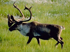 A woodland caribou bull is shown in an undated handout photo. A scientist who studies caribou says a move by the Alberta government to suspend portions of its draft plan to recover the threatened species is the first major test of the federal Species at Risk Act.