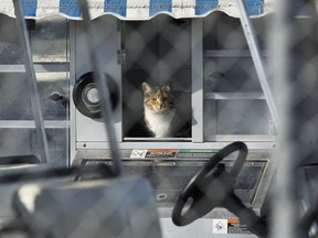 A feral cat is seen at a business on the south side of Edmonton on Saturday, March 24, 2018.