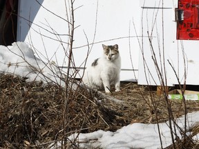 A feral cat is seen at a business on the south side of Edmonton, on Saturday, March 24, 2018. Tens of thousands of feral cats live in colonies across the city.