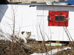 A feral cat is seen at a business on the south side of Edmonton, on Saturday, March 24, 2018. Tens of thousands of feral cats live in colonies across the city.