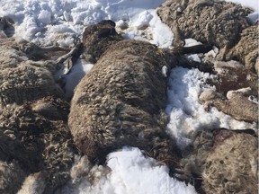 One of the sheep carcasses in Lamont County along Range Road 182 off Highway 16, about 65 km east of Edmonton.