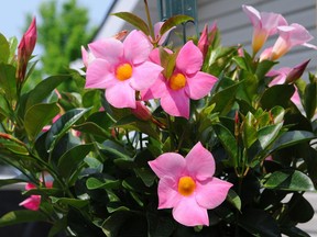 Mandevilla leaves can turn yellow and drop off near the base of the plant, but watering effectively can help keep the plant healthy over winter.